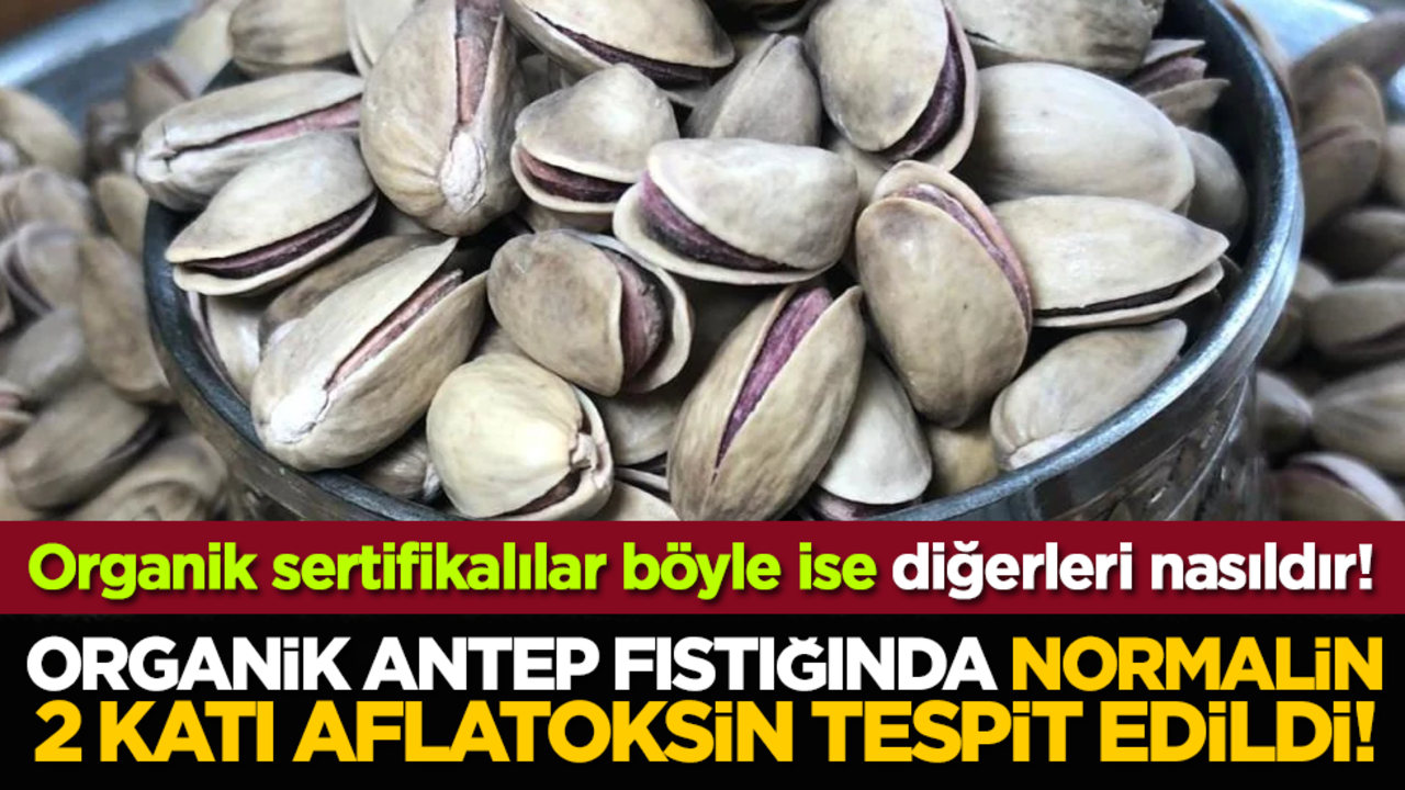 Organik Antep fıstığında normalin 2 katı aflatoksin tespit edildi! Organik sertifikalılar böyle ise diğerleri nasıldır!