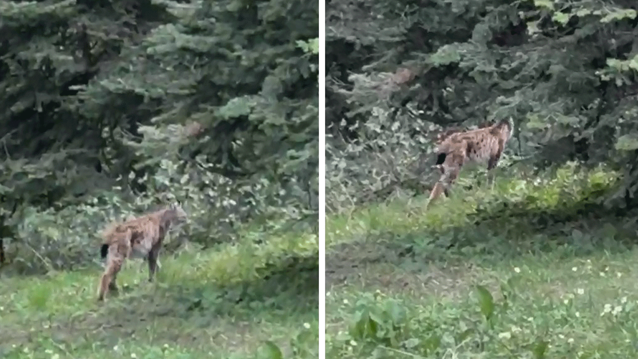 ‘Ormanın hayaleti’ bu kez Bolu'da görüntülendi