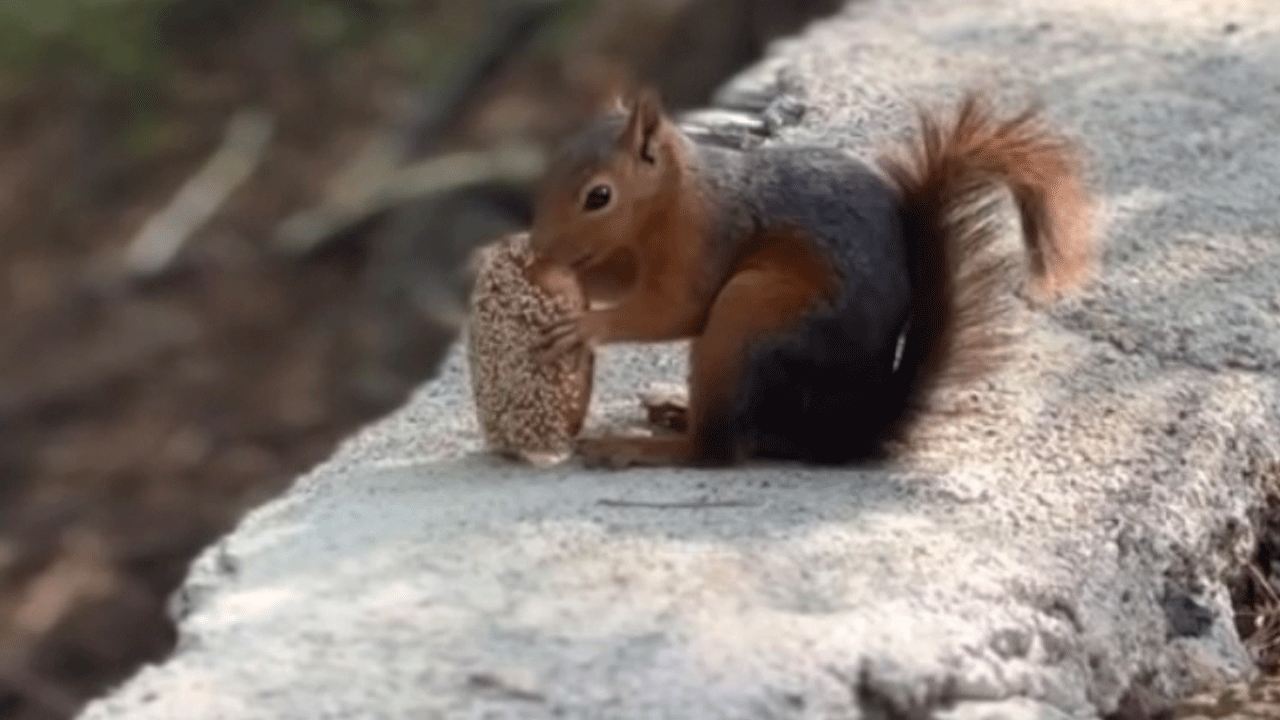 Osmaniye’nin sincabı da kömbeci çıktı!