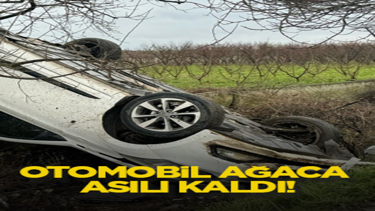 Otomobil ağaca asılı kaldı!