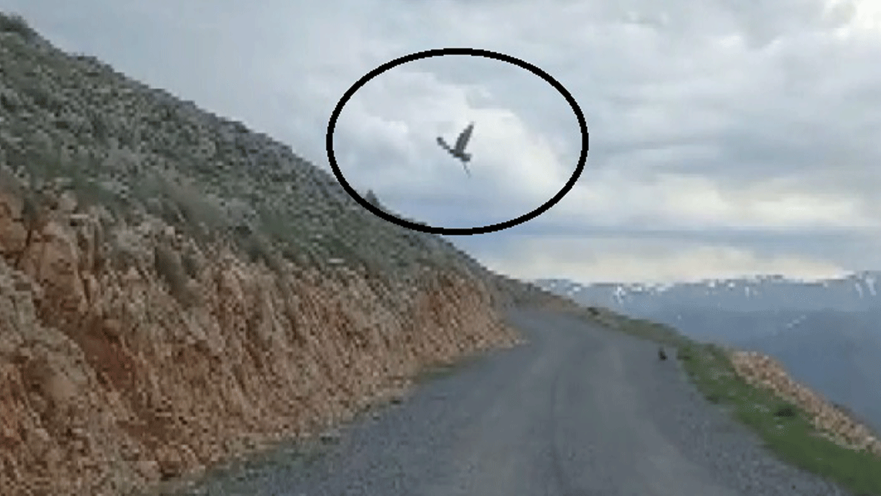 Otomobille giden aile, bir kartal ile yılanın ölüm kalım savaşına denk geldi! Savaşı kazanan kartal avı ile uzaklaştı
