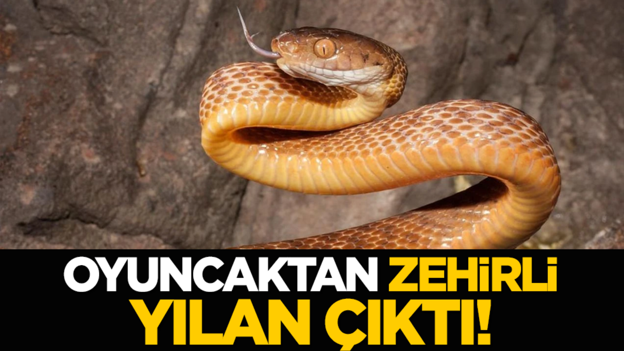 Oyuncaktan zehirli yılan çıktı!