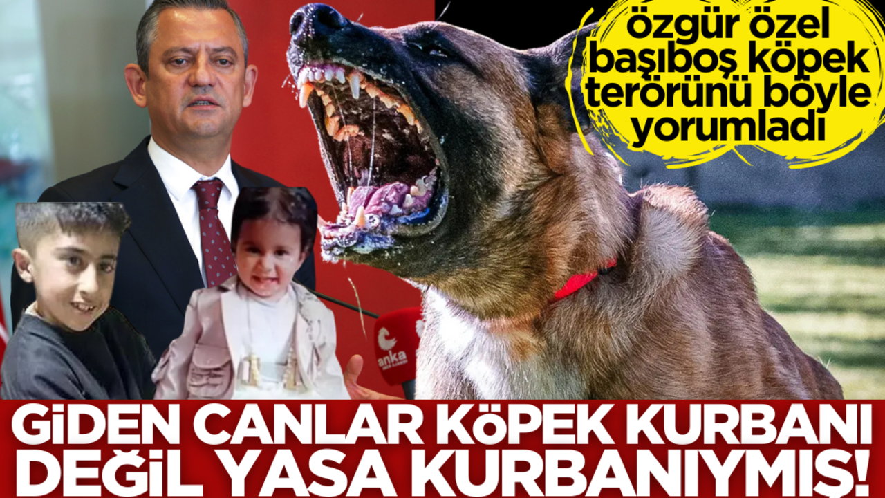 Özgür Özel başıboş köpek terörünü böyle yorumladı! Giden canlar köpek kurbanı değil, yasa kurbanıymış…