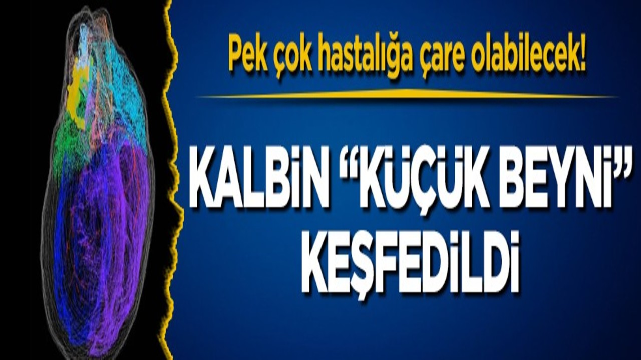 Pek çok hastalığa çare olabilecek! Kalbin "Küçük Beyni" keşfedildi