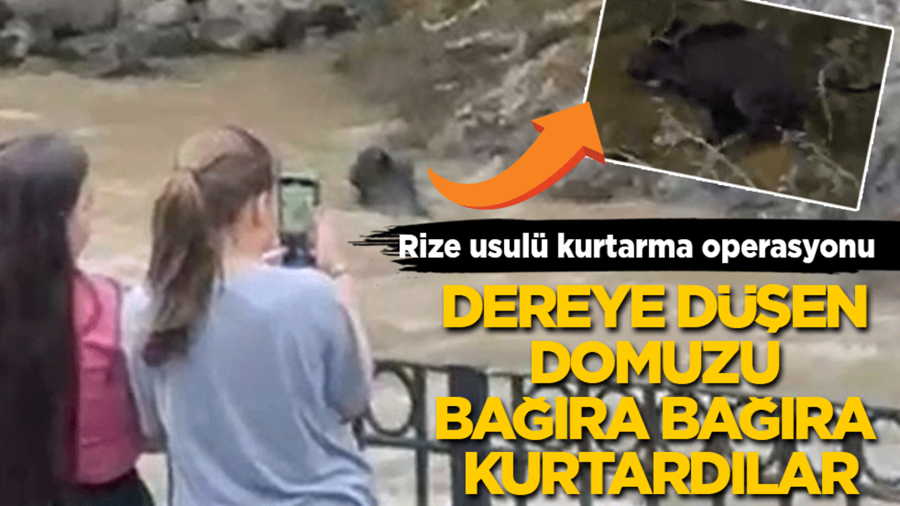 Rize usulü kurtarma operasyonu: Dereye düşen domuzu bağıra bağıra kurtardılar!