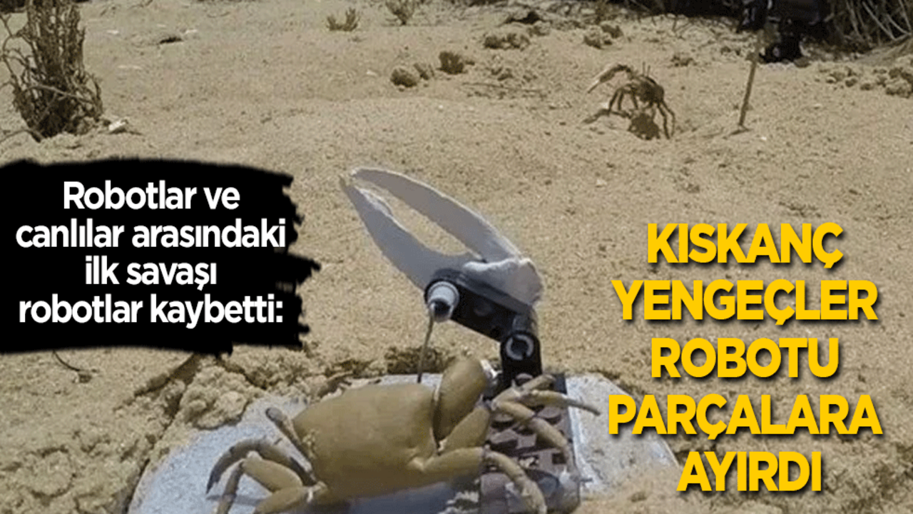 Robotlar ve canlılar arasında ilk savaşı robotlar kaybetti: Kıskanç yengeçler robotu parçaladı