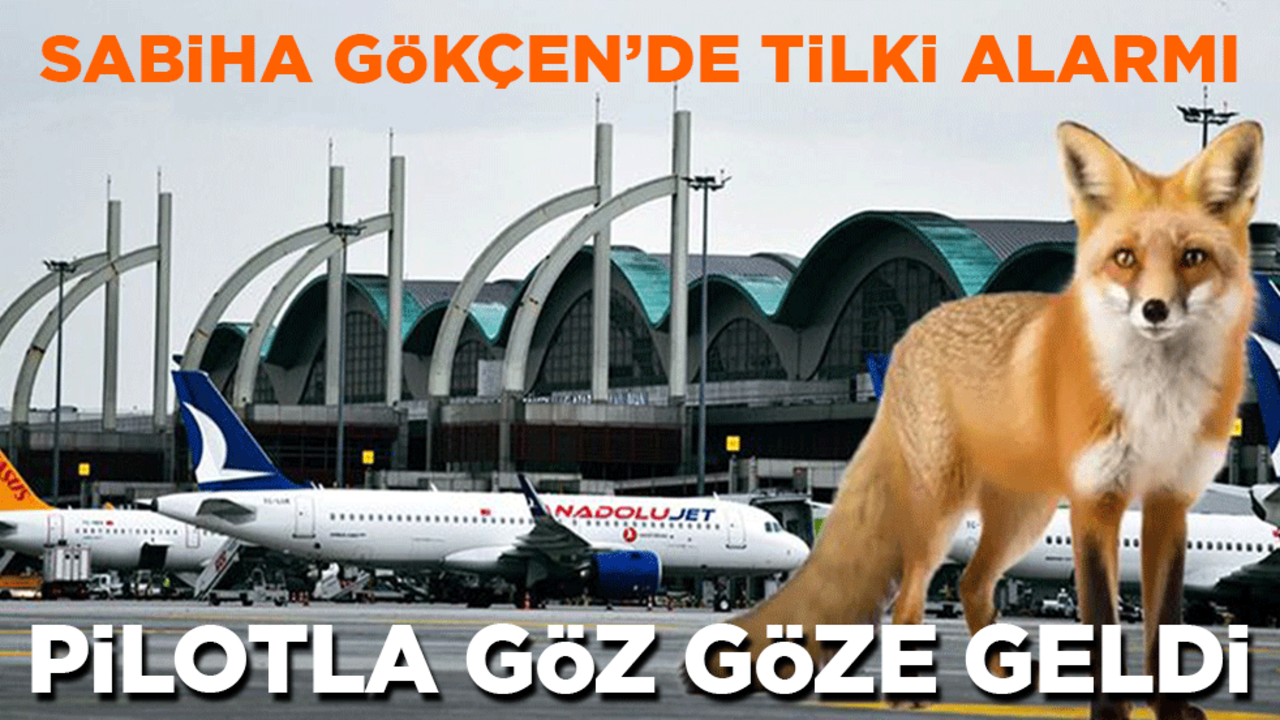 Sabiha Gökçen'de tilki alarmı: Pilotla göz göze geldi!