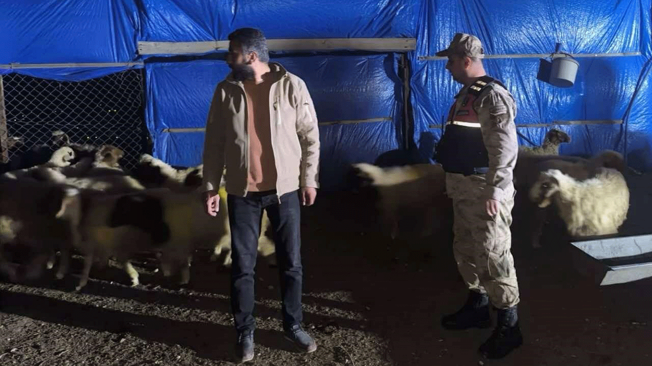 Sahibini atlatıp ahırdan kaçan koyunlar jandarmadan kaçamadı