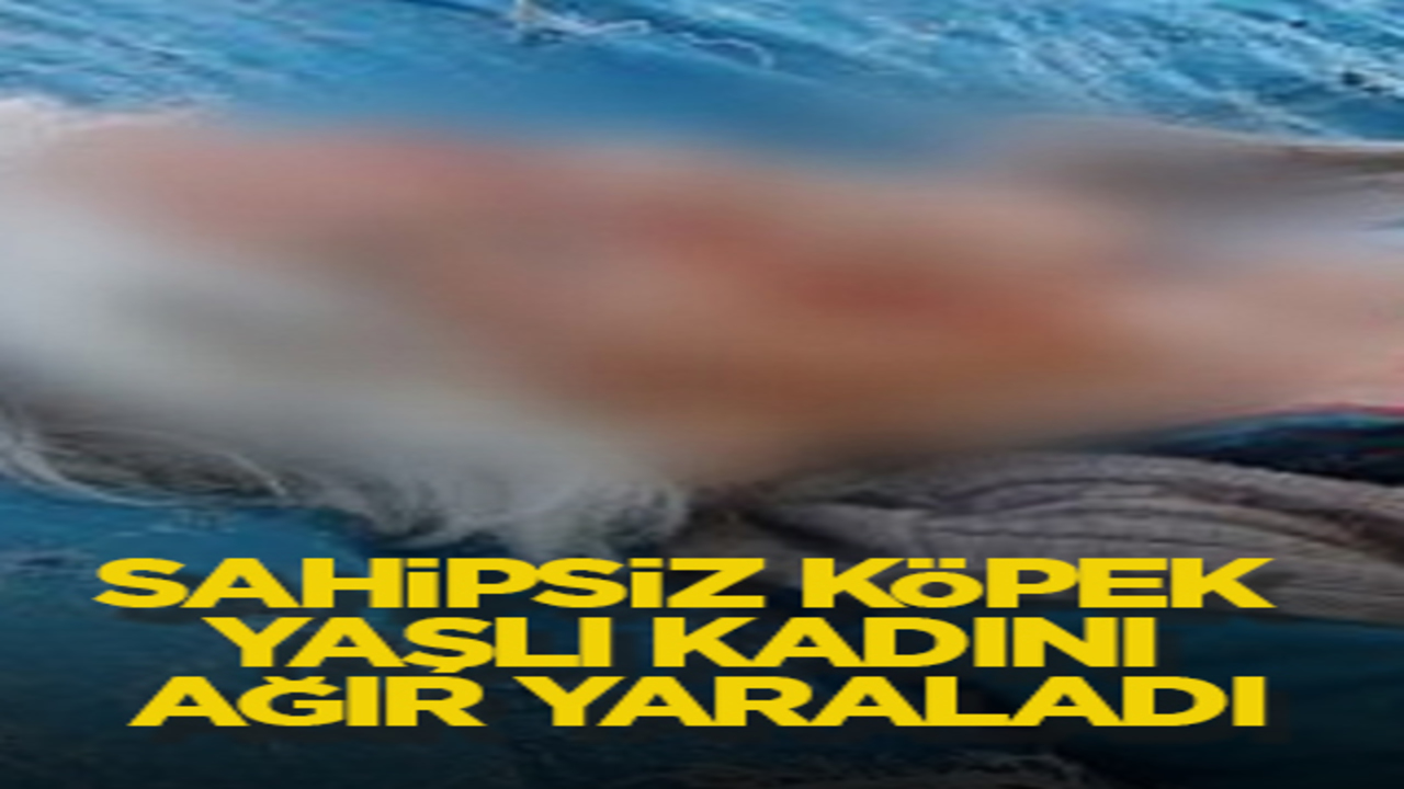 Sahipsiz köpek yaşlı kadını ağır yaraladı