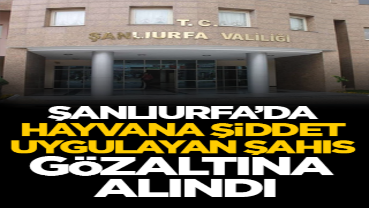 Şanlıurfa’da hayvana şiddet uygulayan şahıs gözaltına alındı