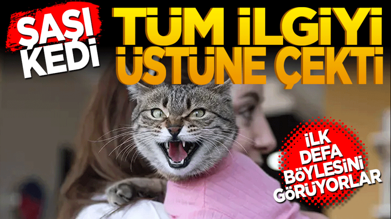Şaşı kedi, mahalledeki tüm ilgiyi üzerine çekti!