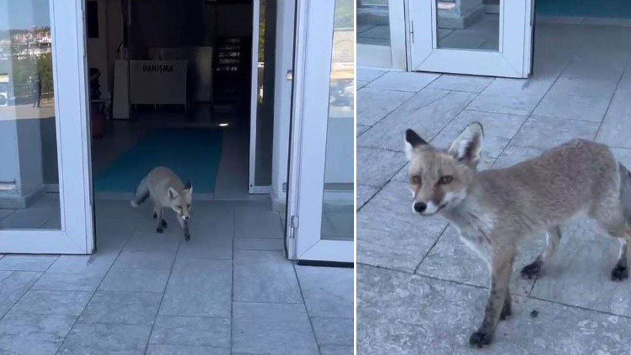 Sen tilkisin! Ne işin var il milli eğitim müdürlüğünde…