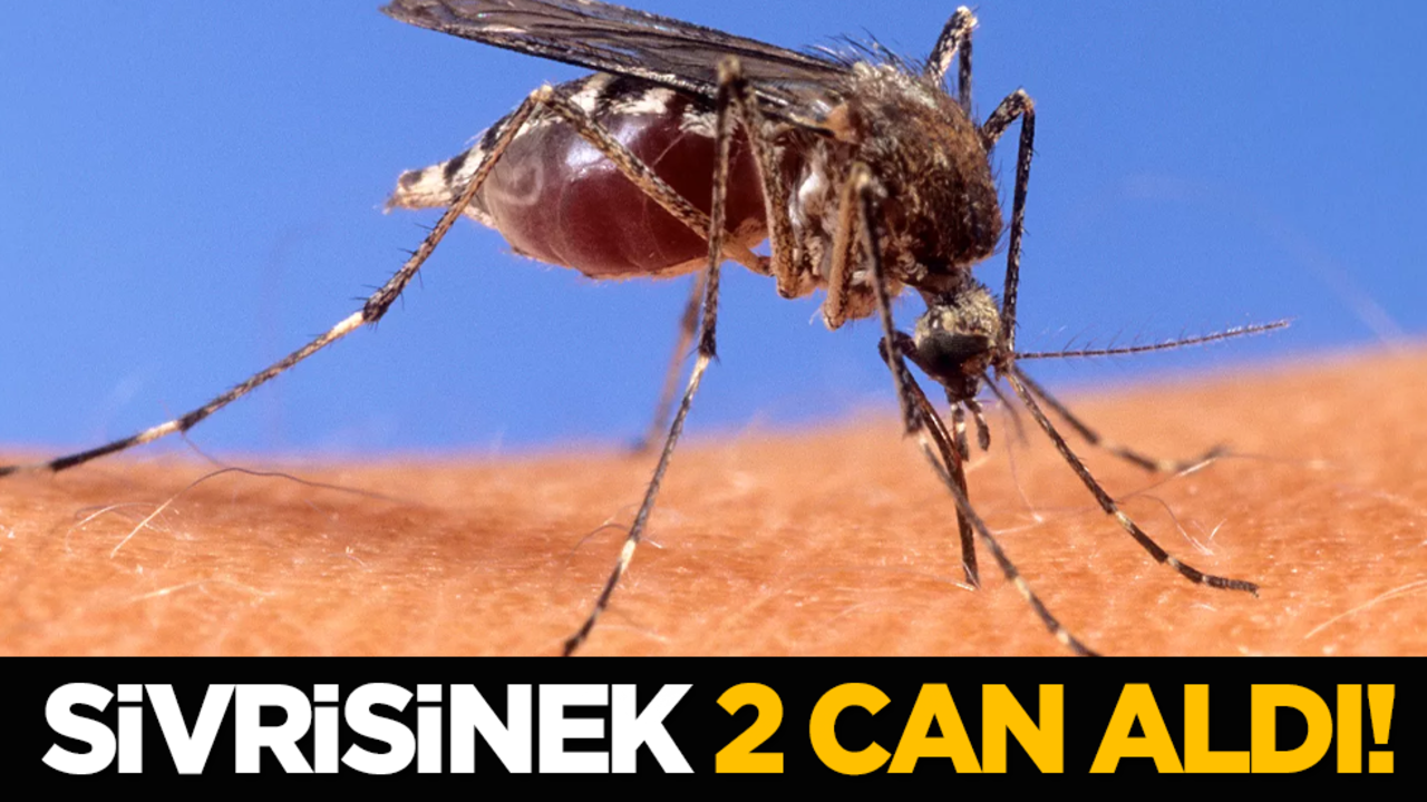 Sivrisinek 2 can aldı!