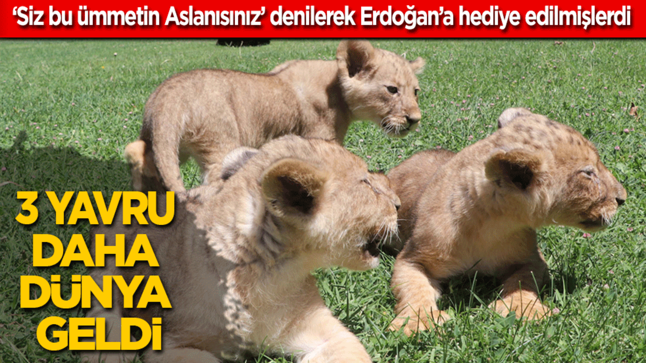 ‘Siz bu ümmetin Aslanısınız’ denilerek Cumhurbaşkanı Erdoğan'a hediye edilen aslanların 3 yavrusu daha dünyaya geldi