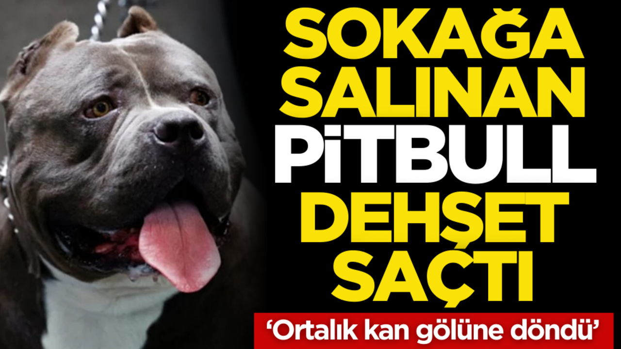Sokağa salınan pitbull dehşet saçtı: ‘Ortalık kan gölü oldu’