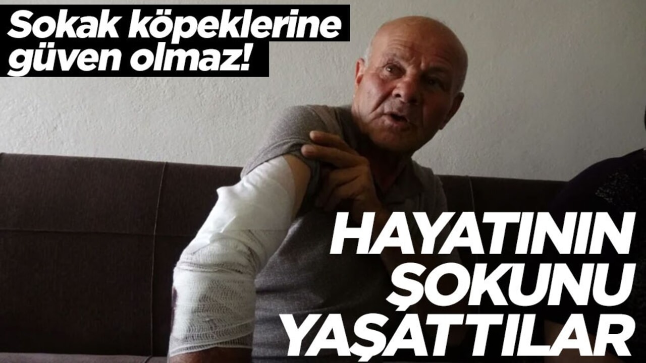 Sokak köpeğine güven olmaz! Besleyeyim derken hayatının şokunu yaşadı