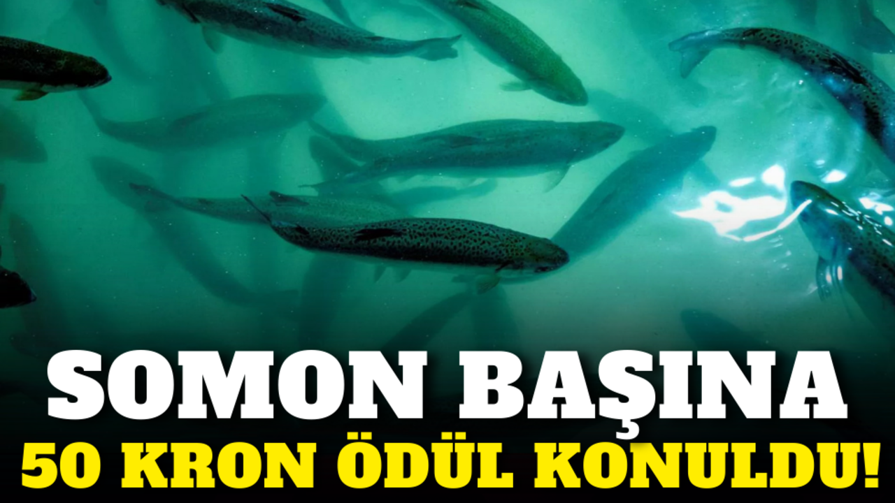 Somon başına 50 kron ödül konuldu!