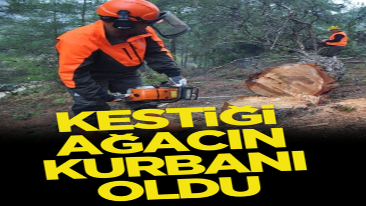 Talihsiz adam kestiği ağacın kurbanı oldu!
