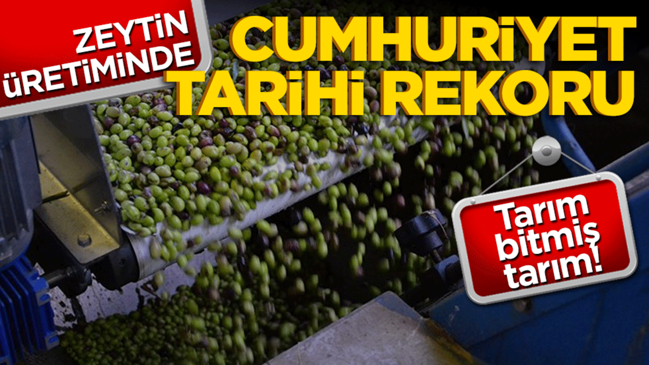 Tarım bitmiş tarım! Zeytin üretiminde Cumhuriyet tarihi rekoru