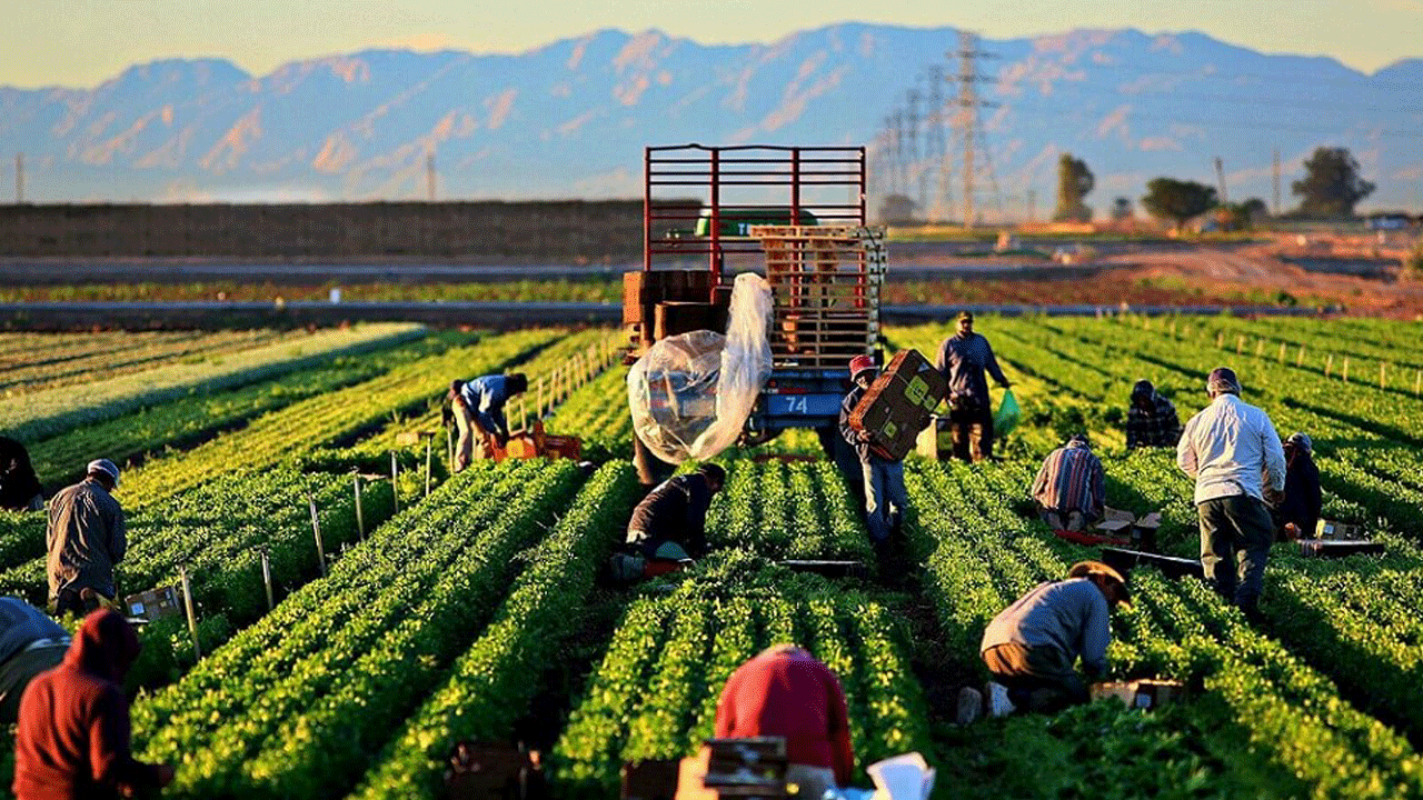Tarımda Avrupa'nın zirvesine oturan Türkiye gözünü dünyada ilk dörde dikti!