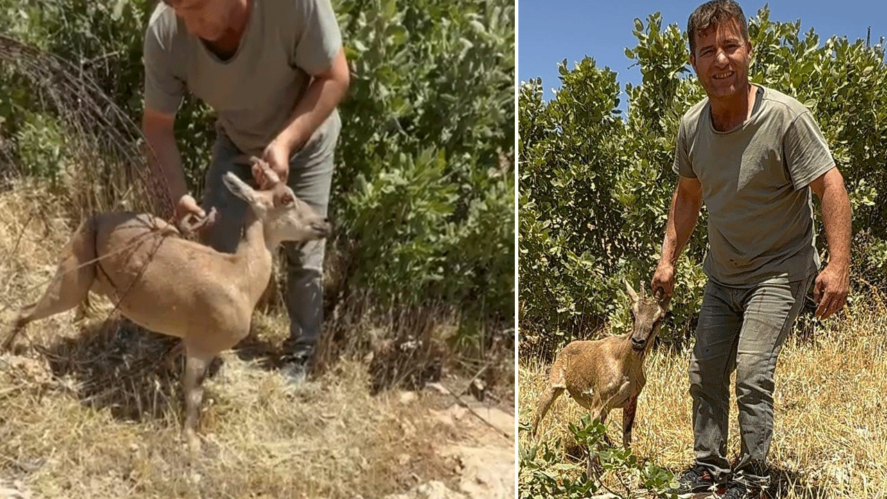 Tel örgülere takılan dağ keçisini kurtarıp elleriyle su içirdi