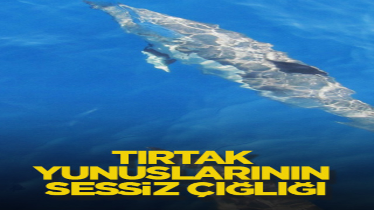 Tırtak yunuslarının sessiz çığlığı
