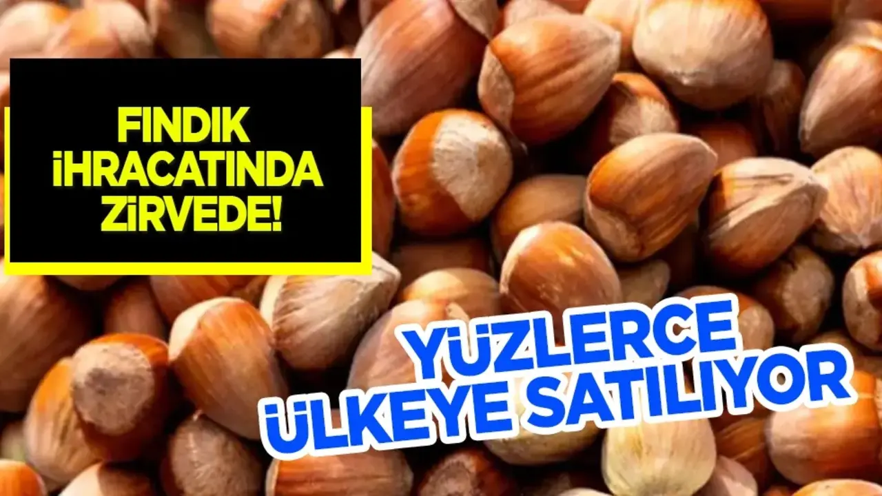 Trabzon fındık ihracatında zirvede: Ocak eylül dönemi... 120 ülkeye dış satım yapılıyor!