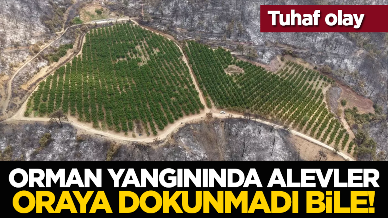Tuhaf olay: Orman yangınında alevler oraya dokunmadı bile!