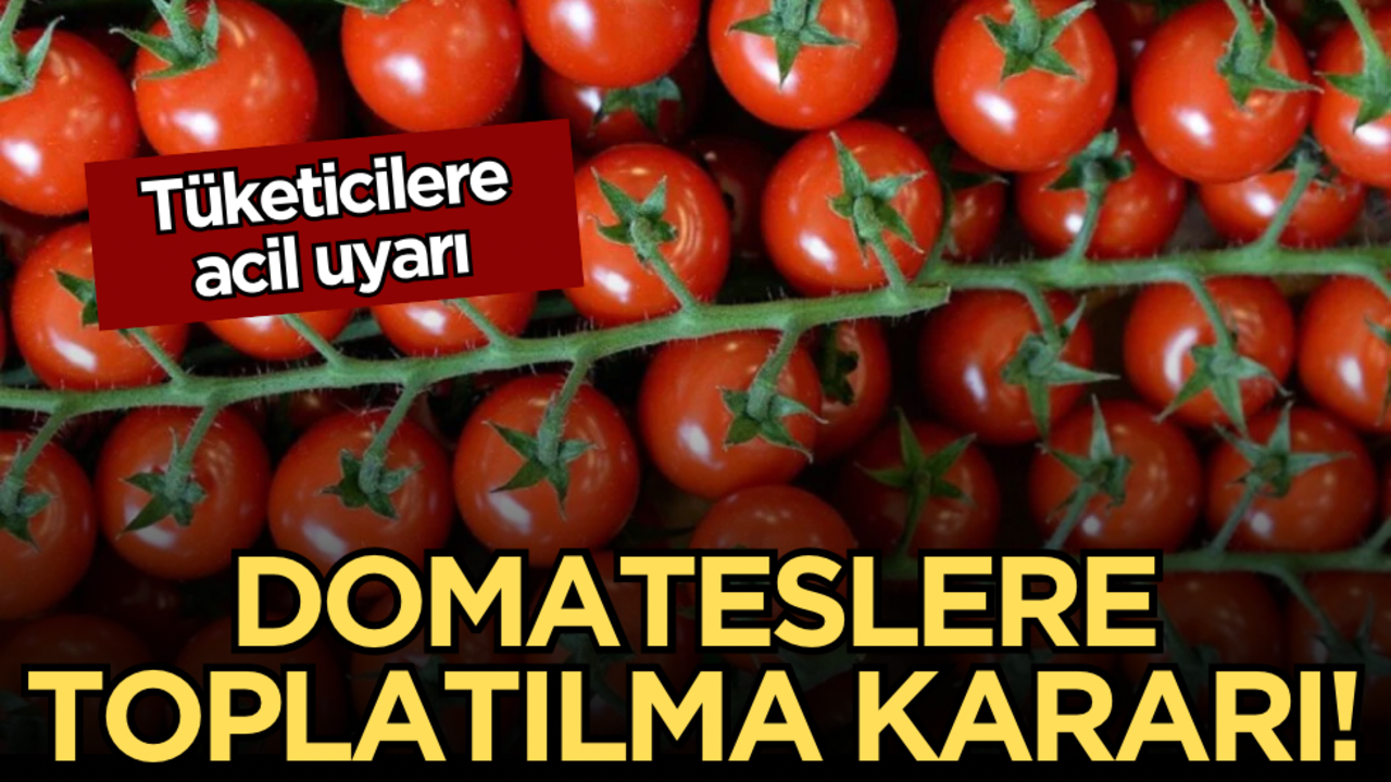 Tüketicilere acil uyarı: Domateslere toplatılma kararı!