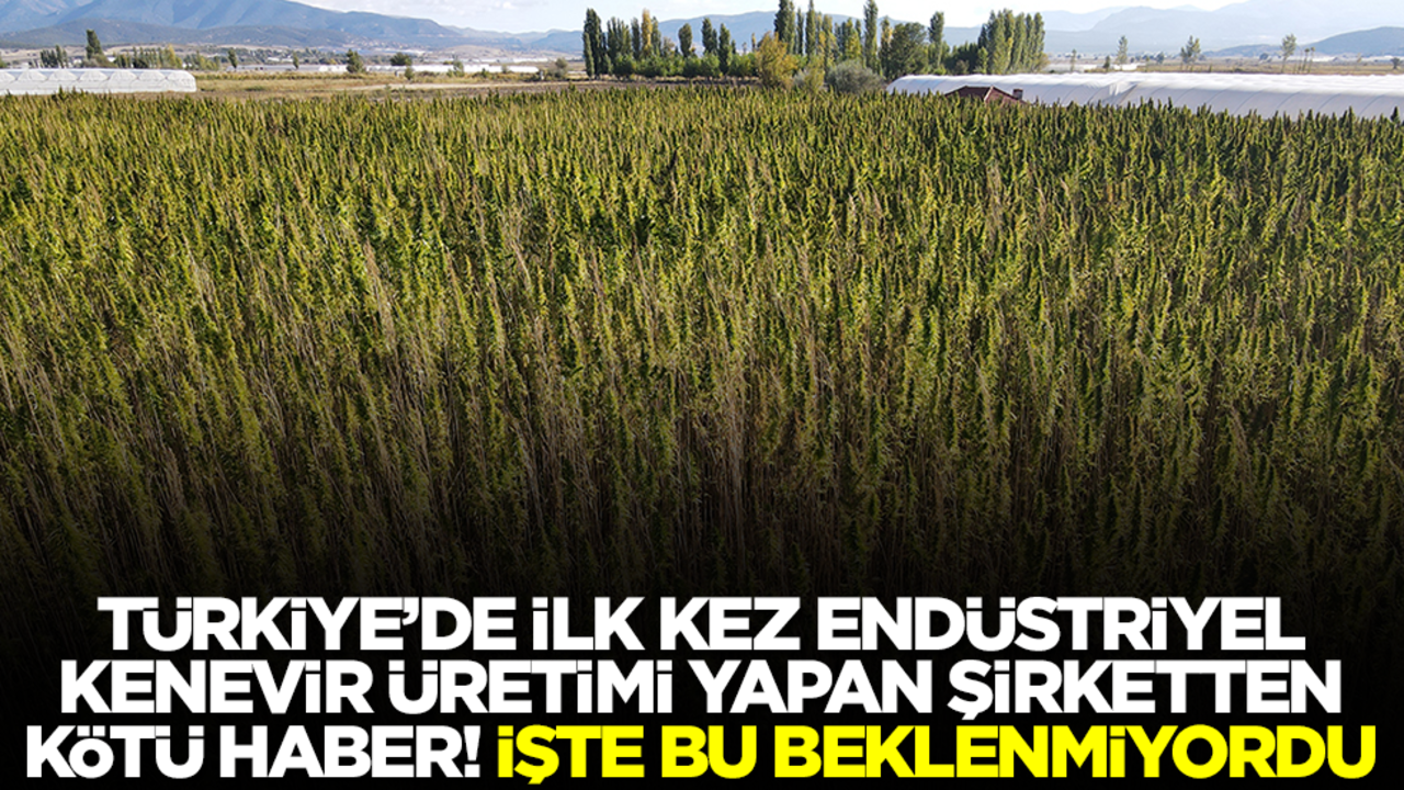 Türkiye'de ilk kez endüstriyel kenevir üretimi yapan şirketten kötü haber! Kimse bunu beklemiyordu