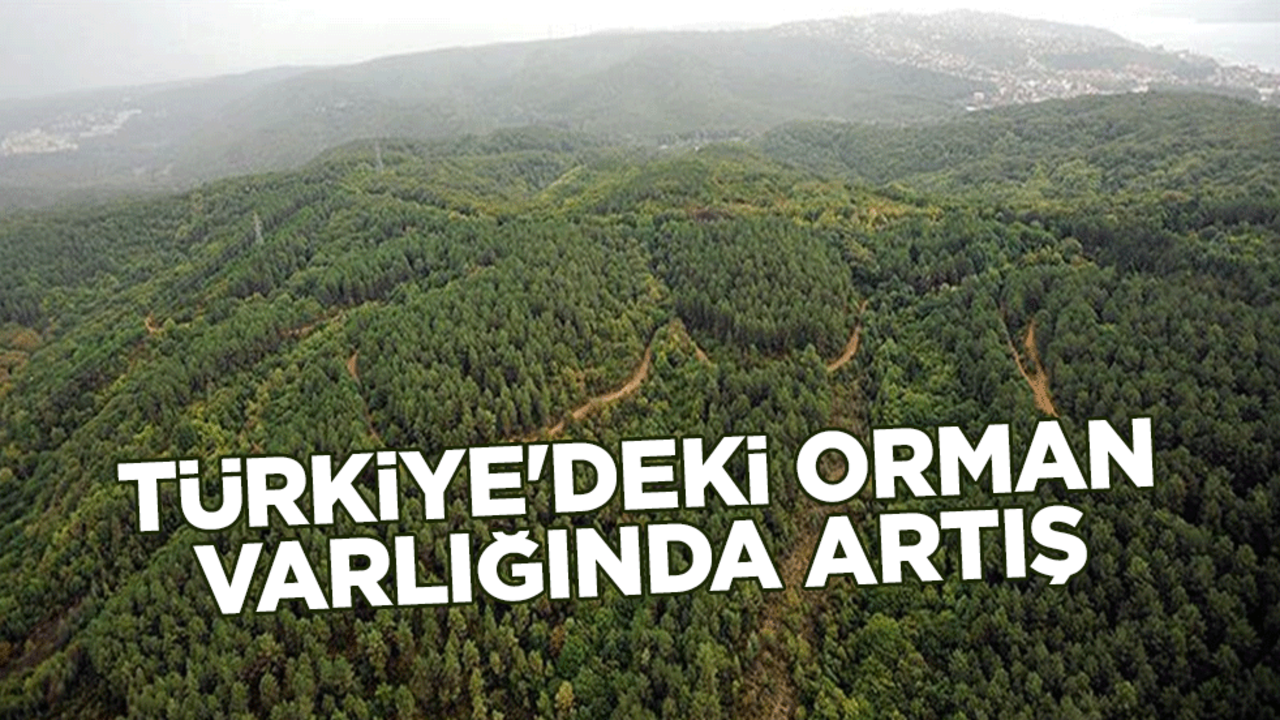 Türkiye'deki orman varlığında artış