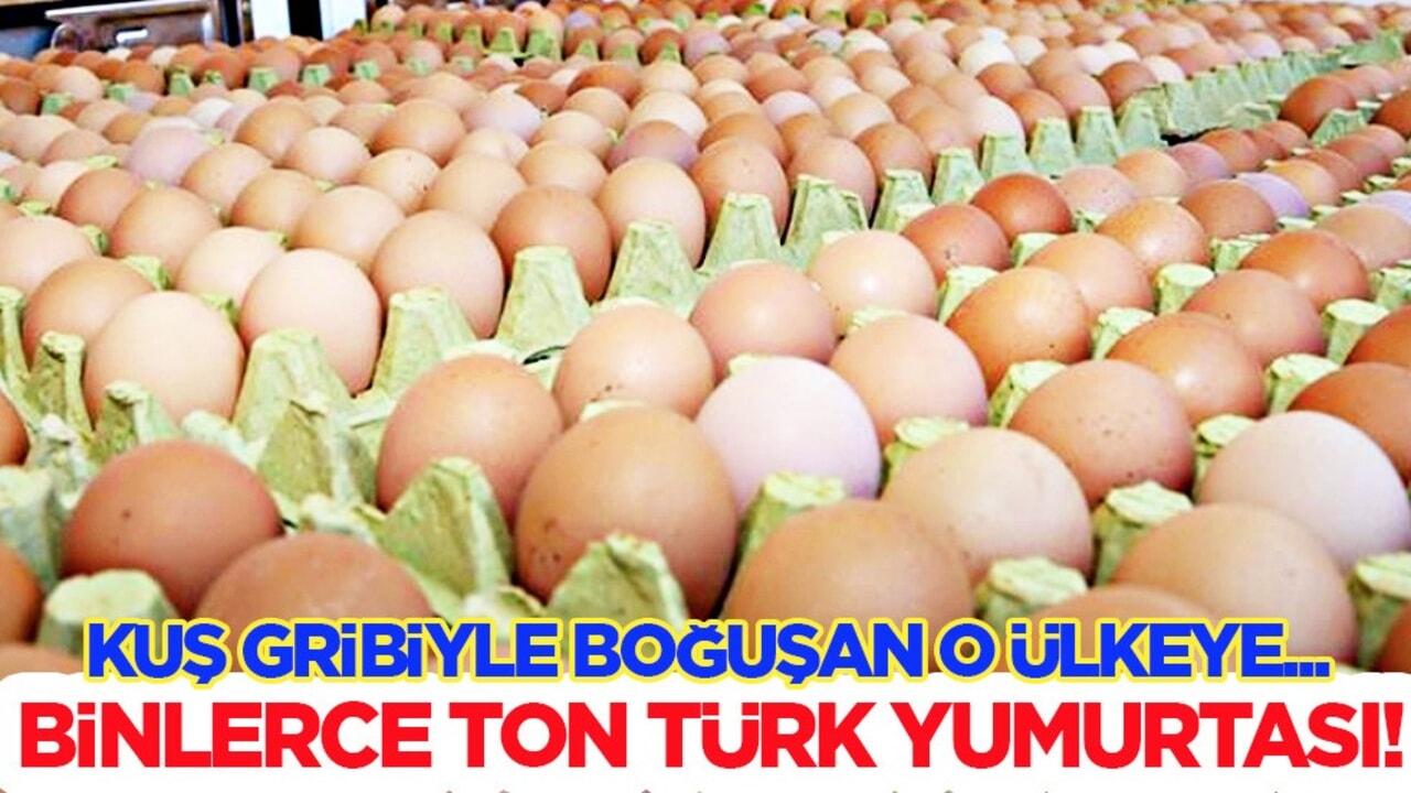 Türkiye’den Amerika’ya binlerce ton yumurta gönderildi! Gözler Türkiye'ye çevrildi