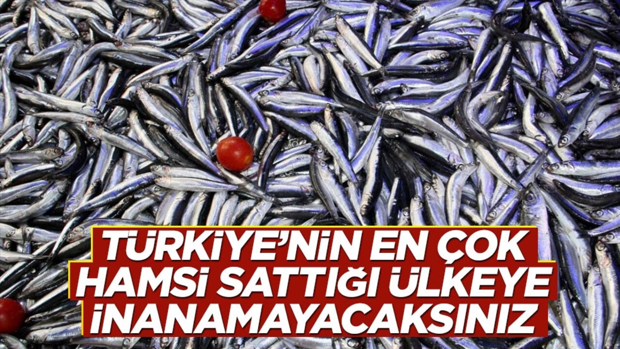Türkiye’nin en çok hamsi sattığı ülkeye inanamayacaksınız