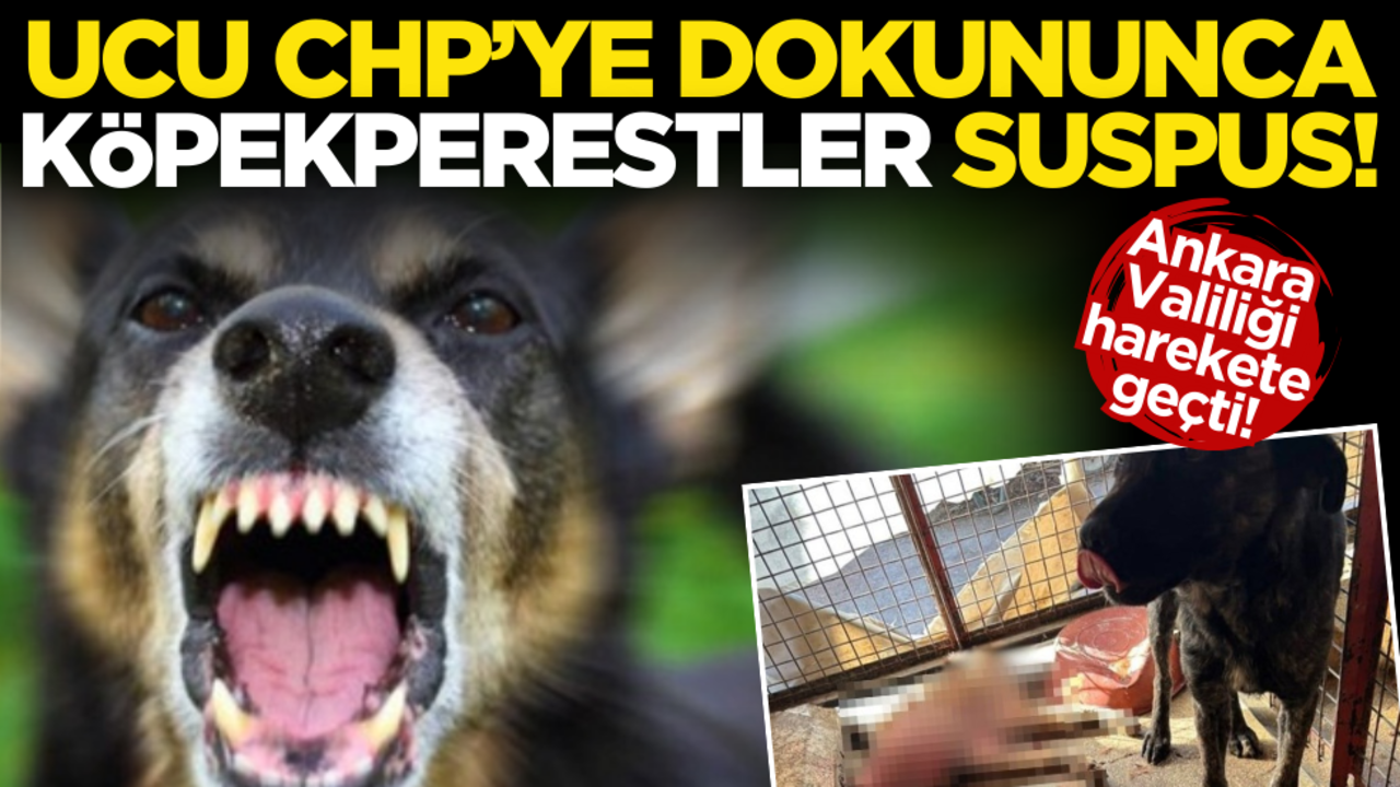 Ucu CHP’ye dokununca köpekperestler suspus! Ankara Valiliği harekete geçti