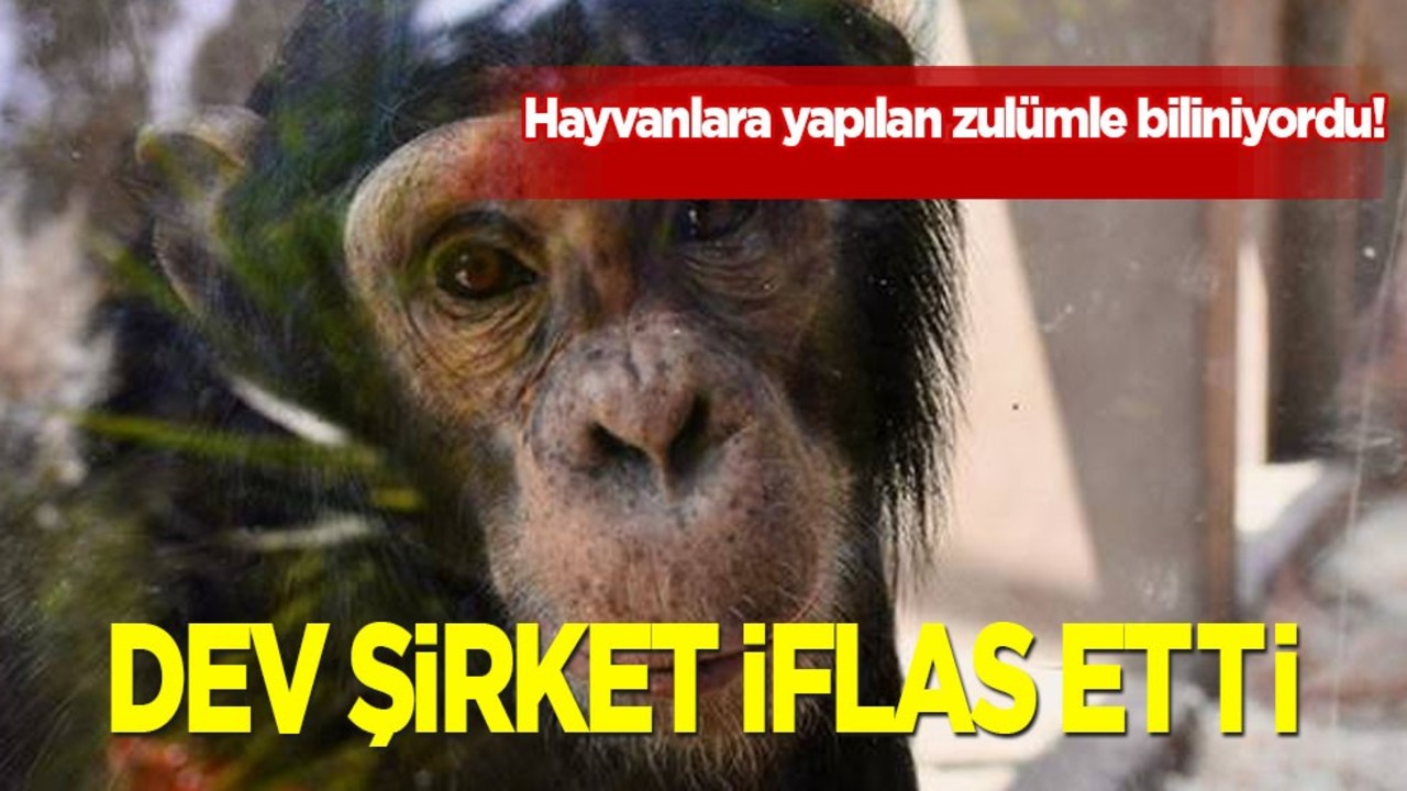 Ünlü Şirket iflas etti: Hayvan ölümleri, skandal olaylar ile biliniyordu! Belasını şimdi buldu