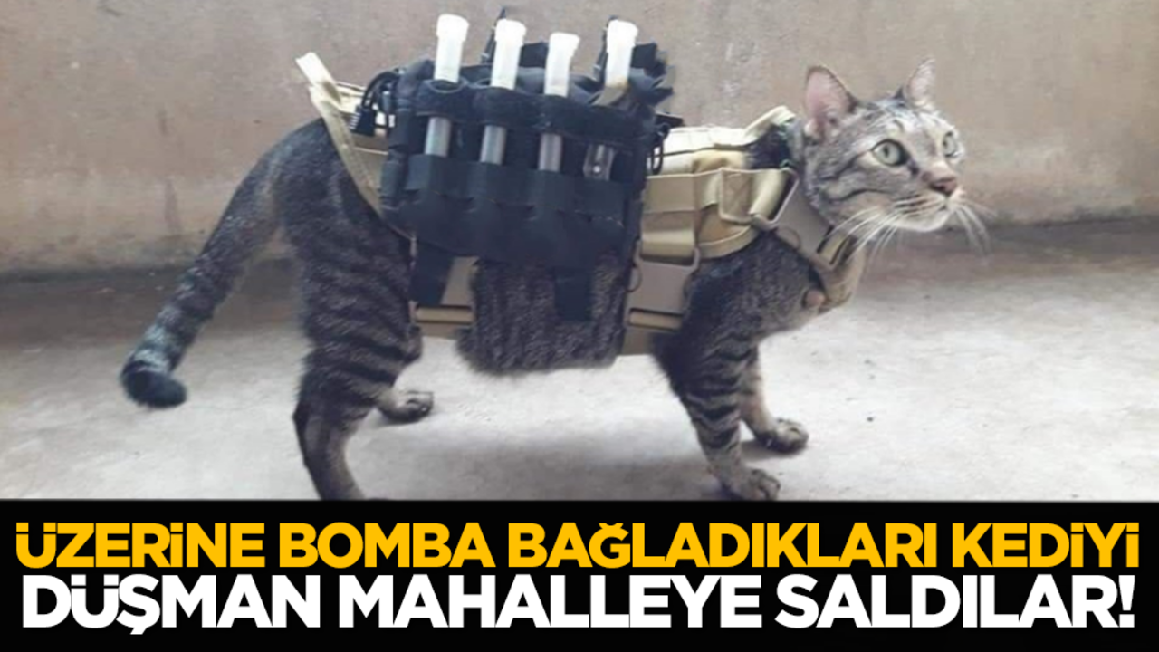 Üzerine bomba bağladıkları kediyi düşman mahalleye saldılar!