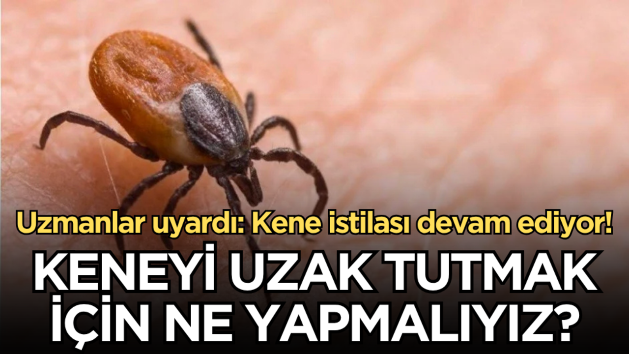 Uzmanlar uyardı: Kene istilası devam ediyor! Keneyi uzak tutmak için ne yapmalıyız?