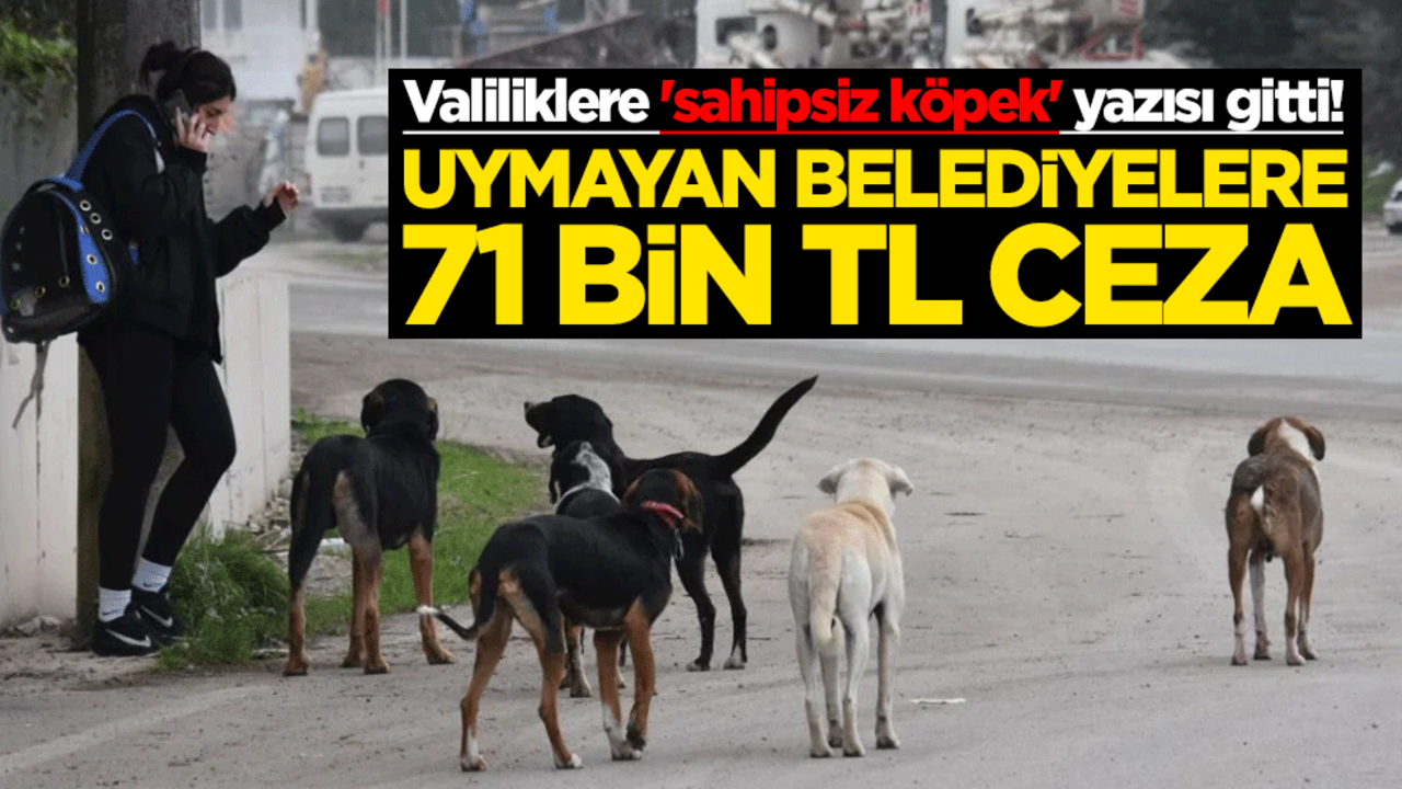 Valiliklere 'sahipsiz köpek' yazısı gitti! Uymayan belediyelere 71 bin TL ceza