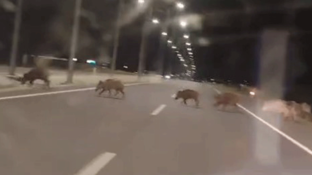 Yaban domuzları Konyalıların kabusu oldu