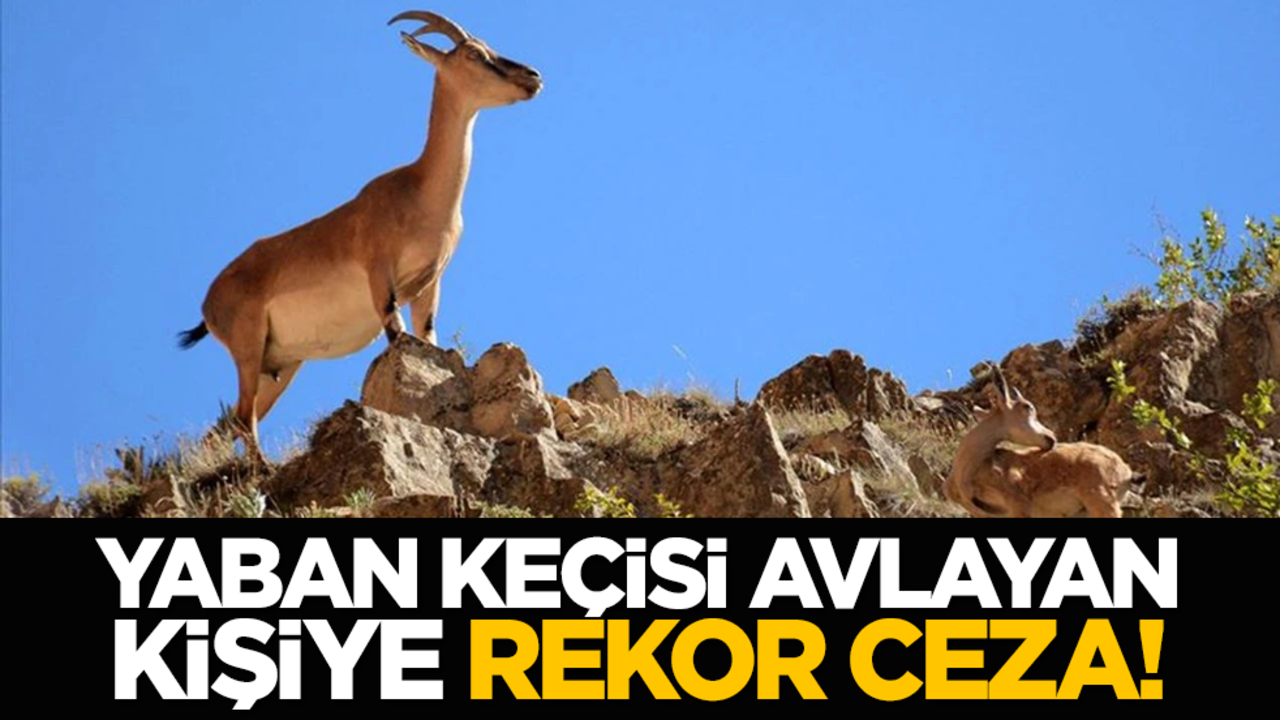 Yaban keçisi avlayan kişiye rekor ceza!