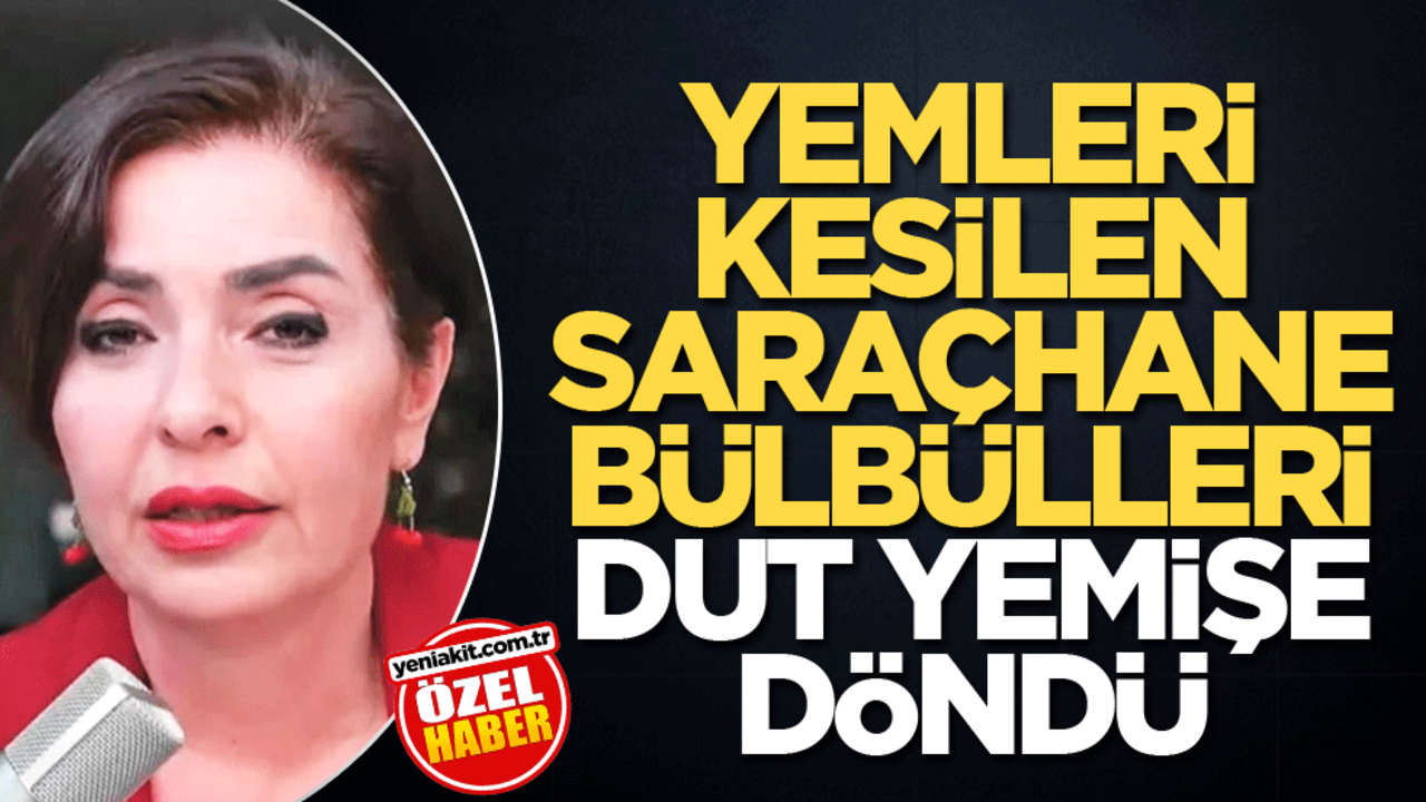 Yemleri kesilen Saraçhane bülbülleri dut yemişe döndü