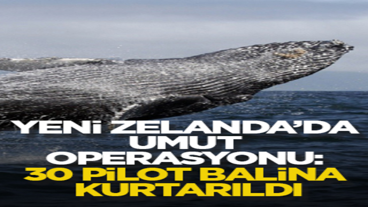 Yeni Zelanda’da umut operasyonu: 30 pilot balina kurtarıldı