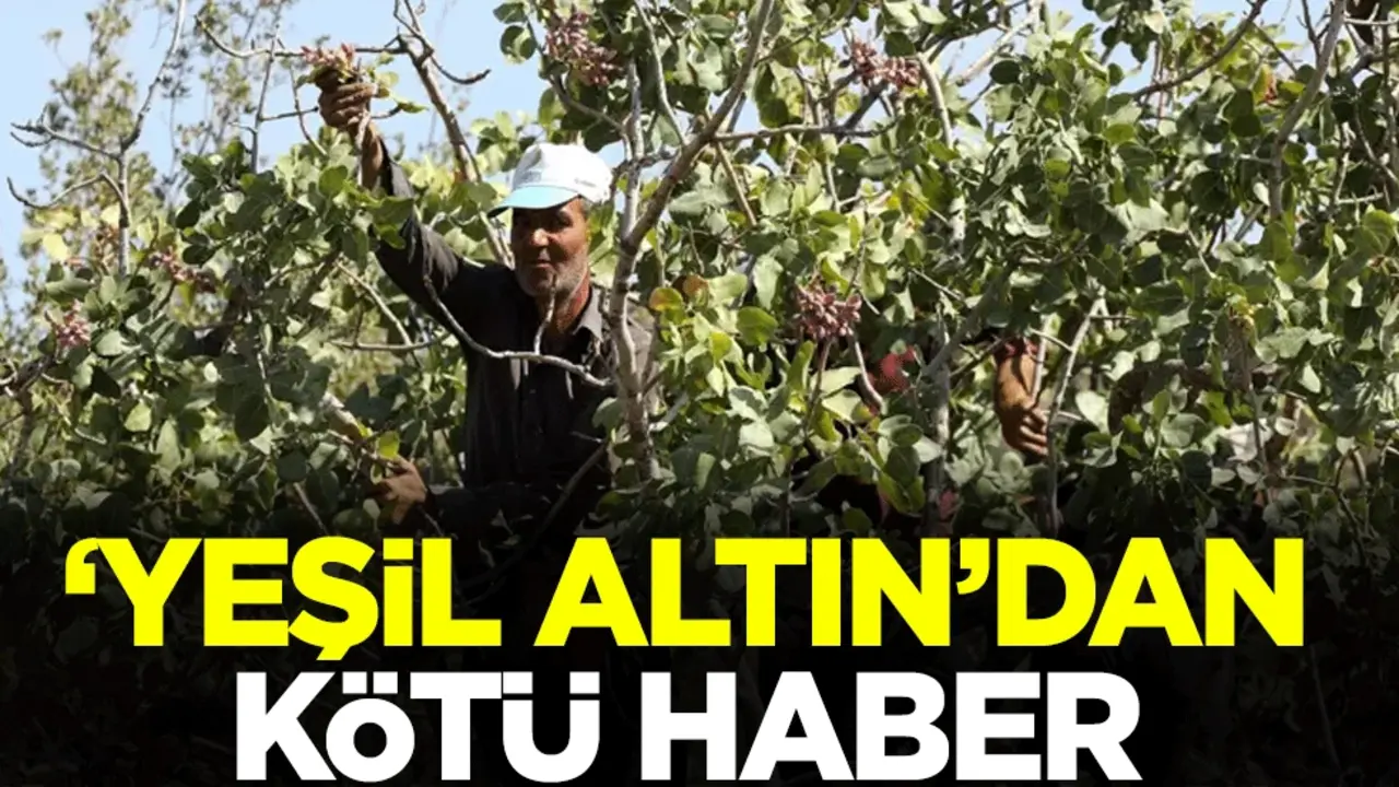 ’Yeşil altın’ olarak bilinen Antep fıstığından kötü haber