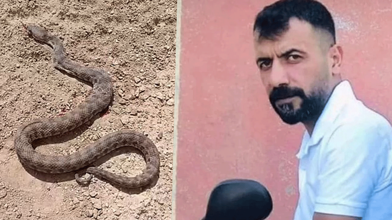Yılanın ısırdığı çoban öldü