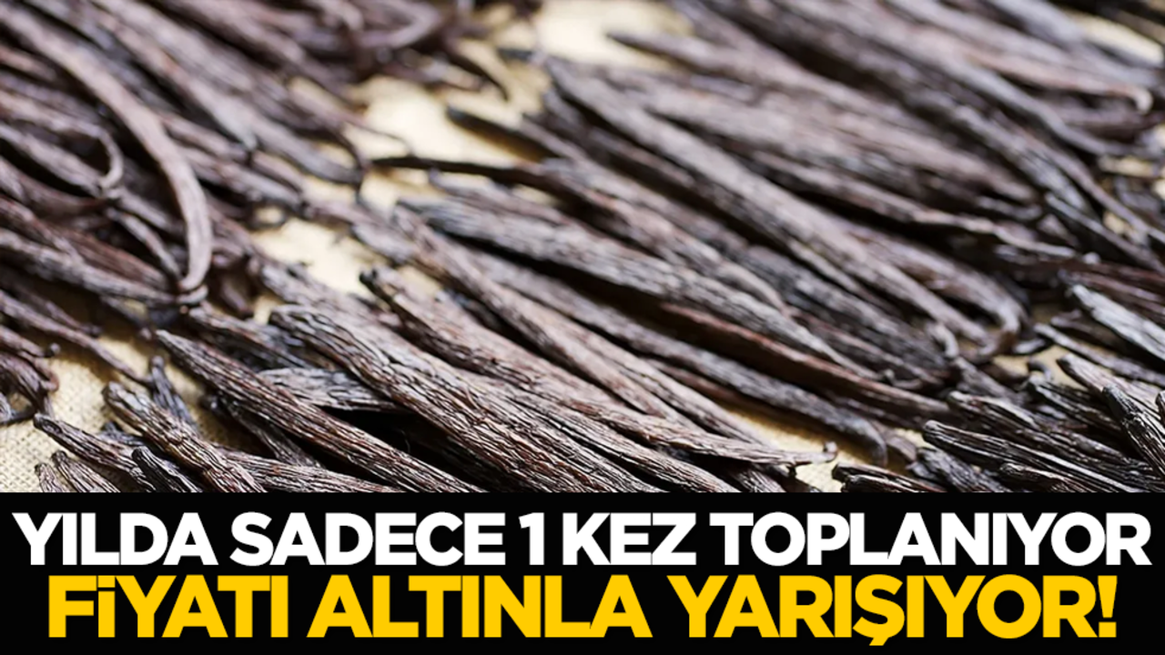 Yılda Sadece 1 Kez Toplanıyor, Fiyatı Altınla Yarışıyor!