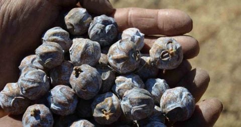 Akseki'de 5 kilo andız kozalağından yaklaşık 1 kilo pekmez çıkıyor, kilosu 500 lira