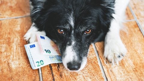 Avrupa ülkesinde köpek besleyenden vergi alınıyor! Yıllık tutar 1.660 euro