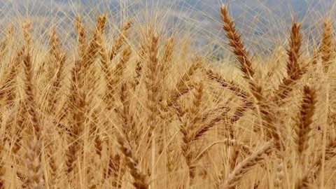 Aylar sonra bir ilk! Buğday fiyatlarında sert düşüş