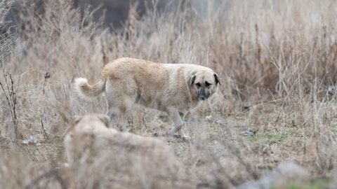 Bir türlü bitmiyor! Sokak köpeği 7 yaşındaki çocuğa saldırdı
