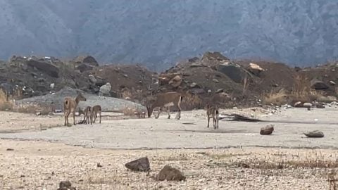 Dağ keçileri Yusufeli ilçe merkezine indi